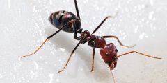 كم قدم تمتلك النملة