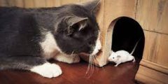 تفسير حلم القطط والفئران ودلالاتها
